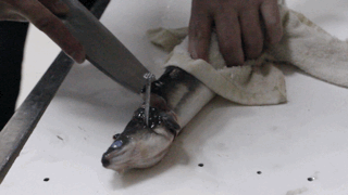 IMG_1042.GIF