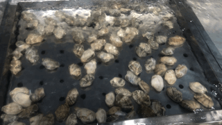 (dng)D5.gif