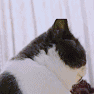 3.gif