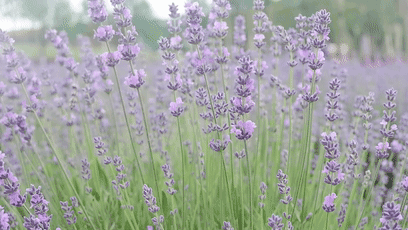 640.gif